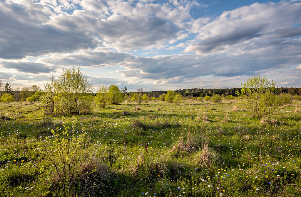 Погода у Борзні на 15.04.2026