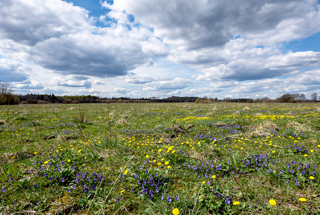 Погода у Борзні на 25.04.2026