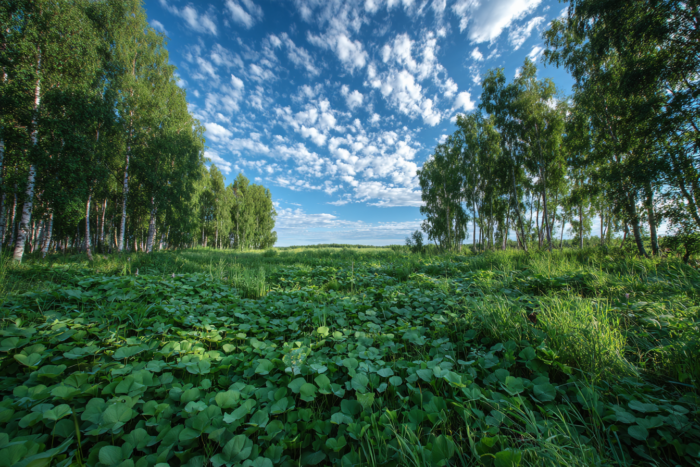 Погода у Борзні на 06.07.2026