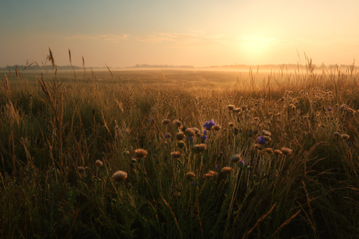Погода у Борзні на 16.07.2026